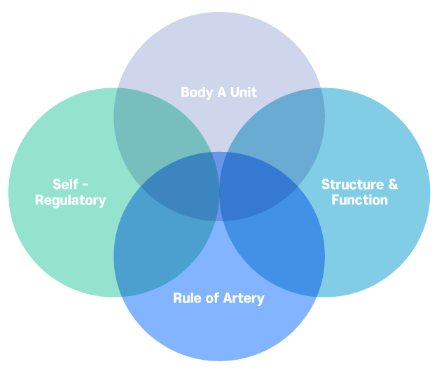 Body is a unit, Structure & Function, Self-Regulatory, Rule of Artery